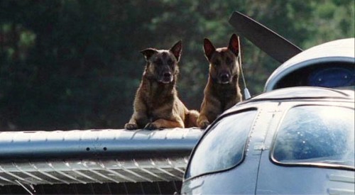 A Pair of Pooches Prevent Escape in "The Breed" (2006)